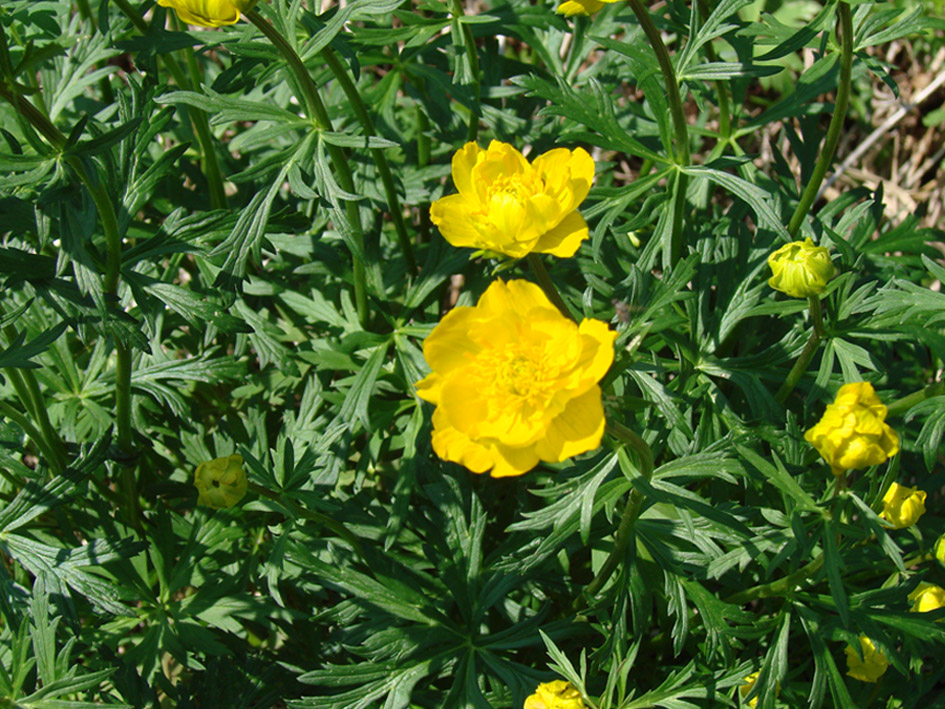 Image of Trollius sibiricus specimen.