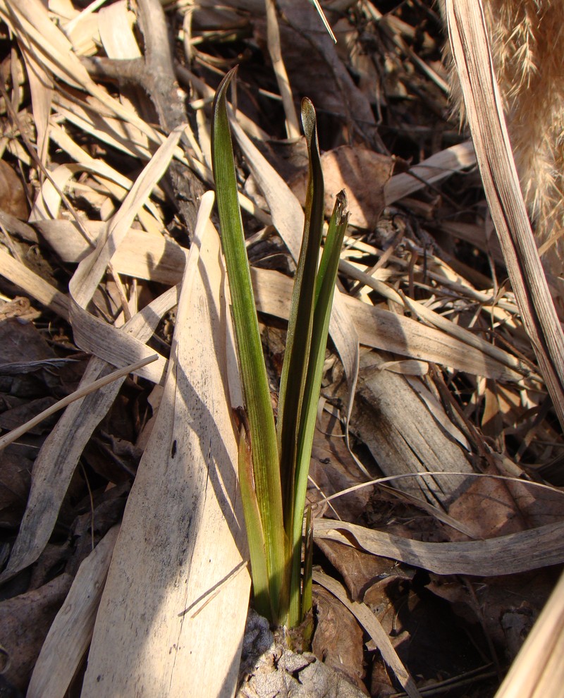 Изображение особи Iris pseudacorus.