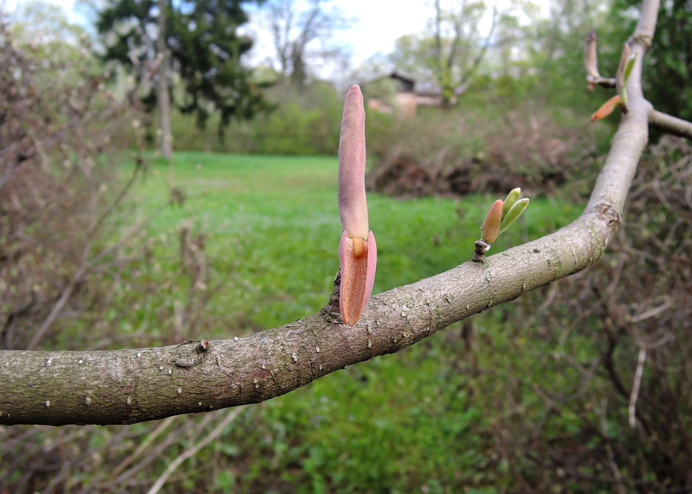 Изображение особи Magnolia hypoleuca.