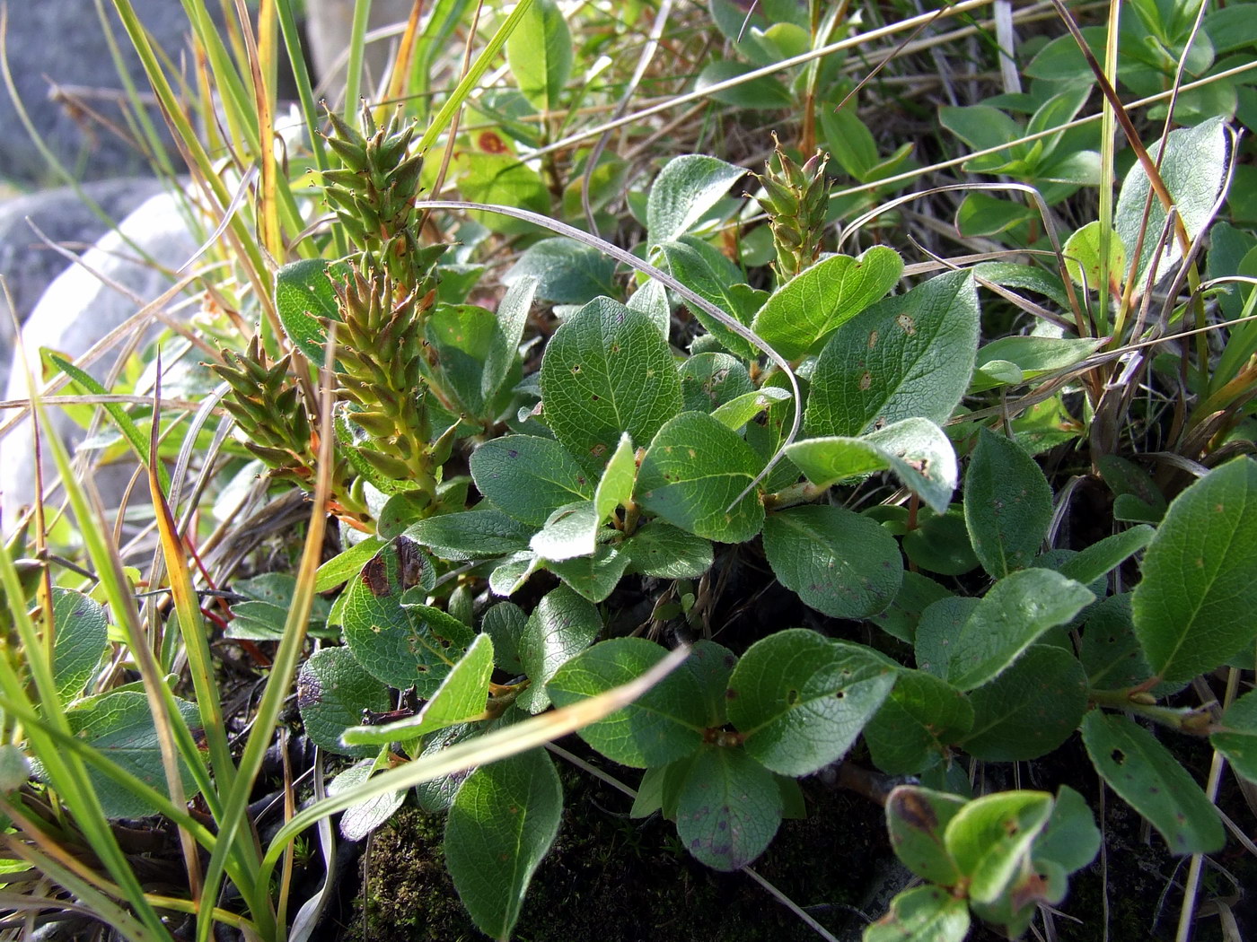 Image of genus Salix specimen.