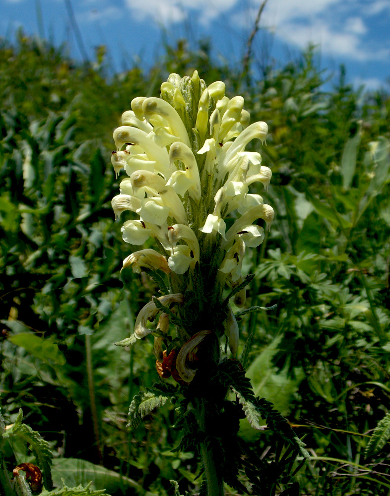 Изображение особи Pedicularis sibthorpii.