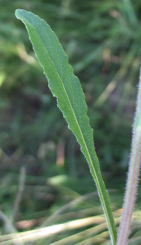 Image of Campanula sibirica specimen.