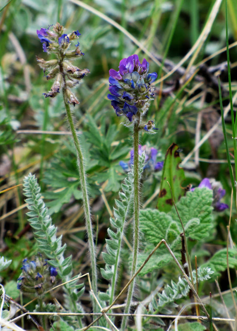 Изображение особи Oxytropis albovillosa.