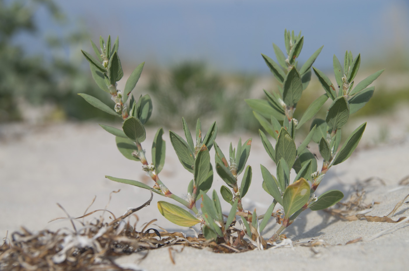 Image of Polygonum maritimum specimen.