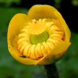 Nuphar lutea. Цветок. Украина, Волынская обл., Ратновский р-н, восточнее с. Залухов, канал, соединяющий оз. Святое с оз. Волянским. 31 июля 2007 г.