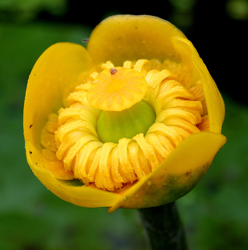 Изображение особи Nuphar lutea.