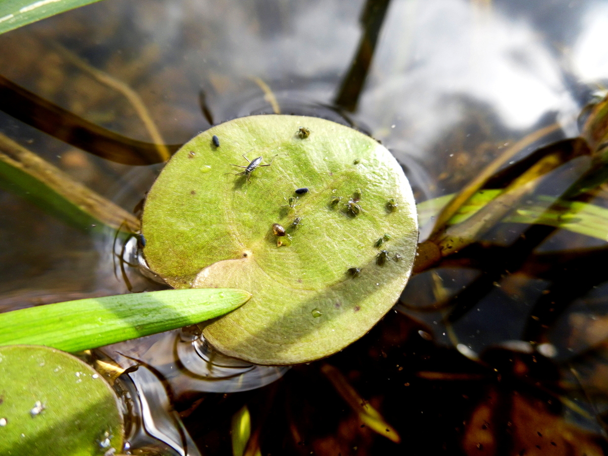 Image of Hydrocharis morsus-ranae specimen.