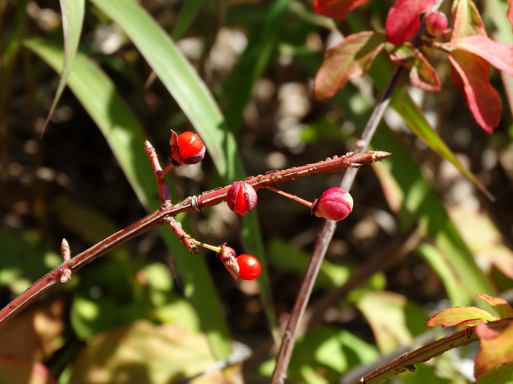 Image of Euonymus sacrosanctus specimen.