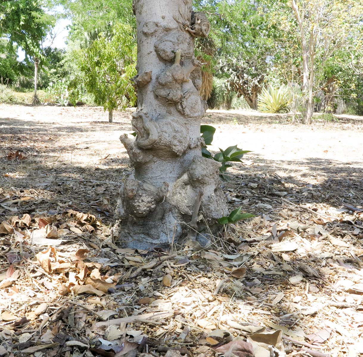 Image of Pongamia pinnata specimen.