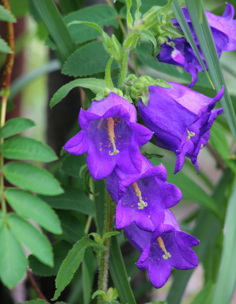 Изображение особи Campanula medium.