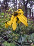 Rudbeckia laciniata