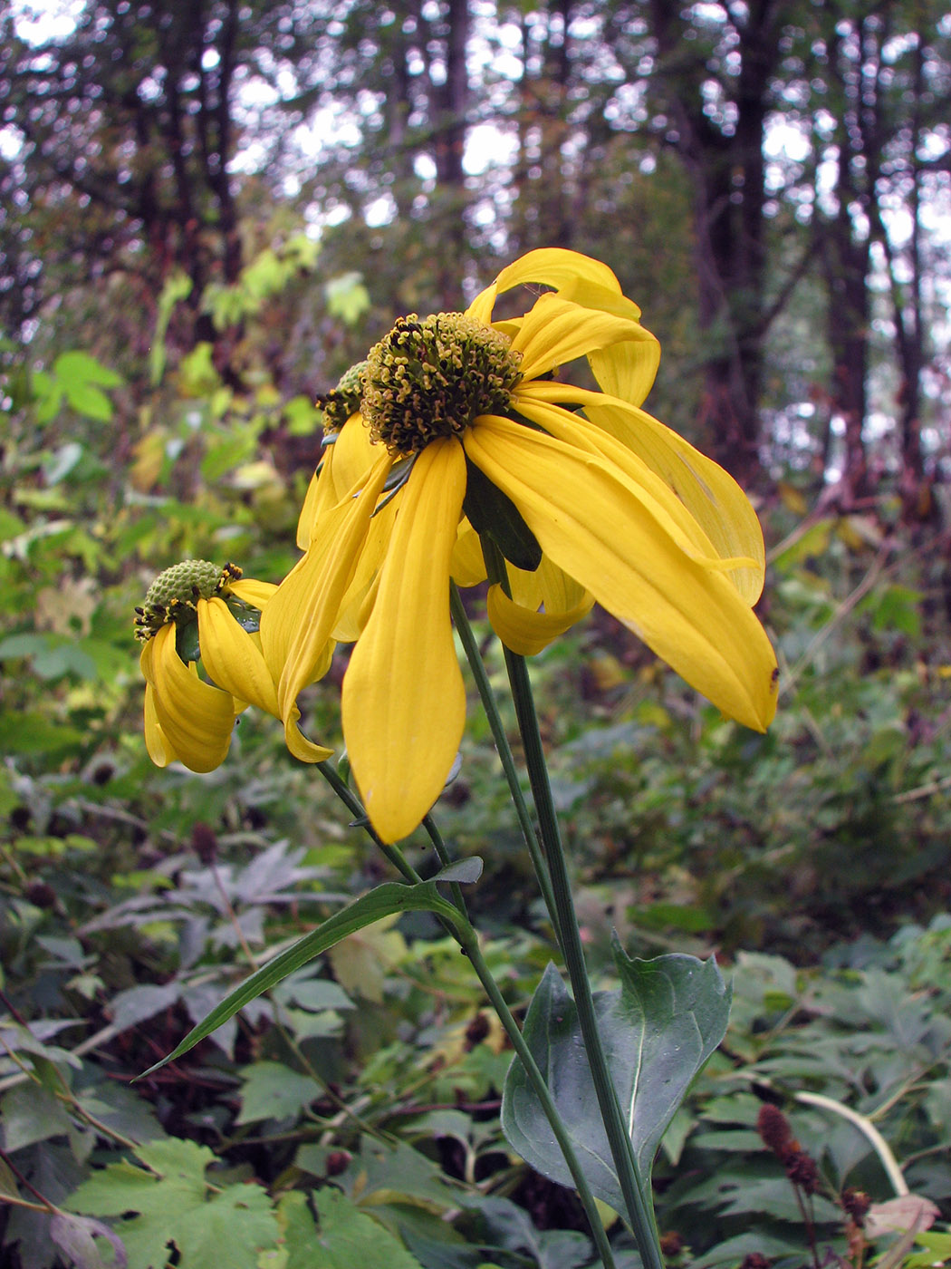 Image of Rudbeckia laciniata specimen.