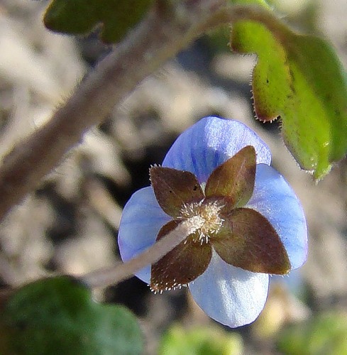 Image of Veronica polita specimen.