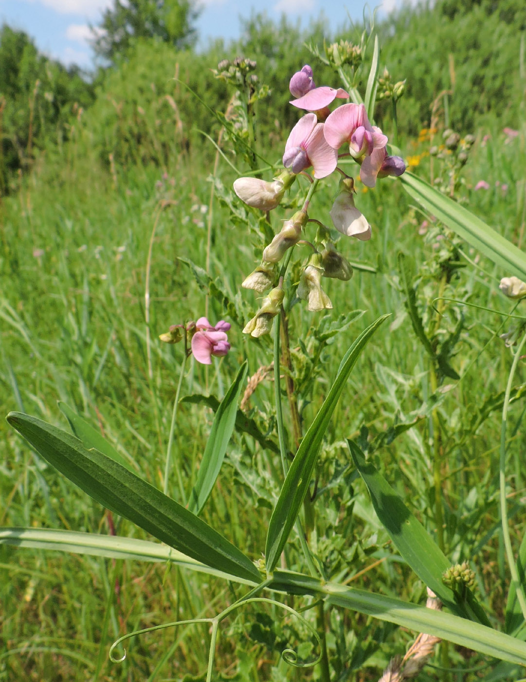 Изображение особи Lathyrus sylvestris.