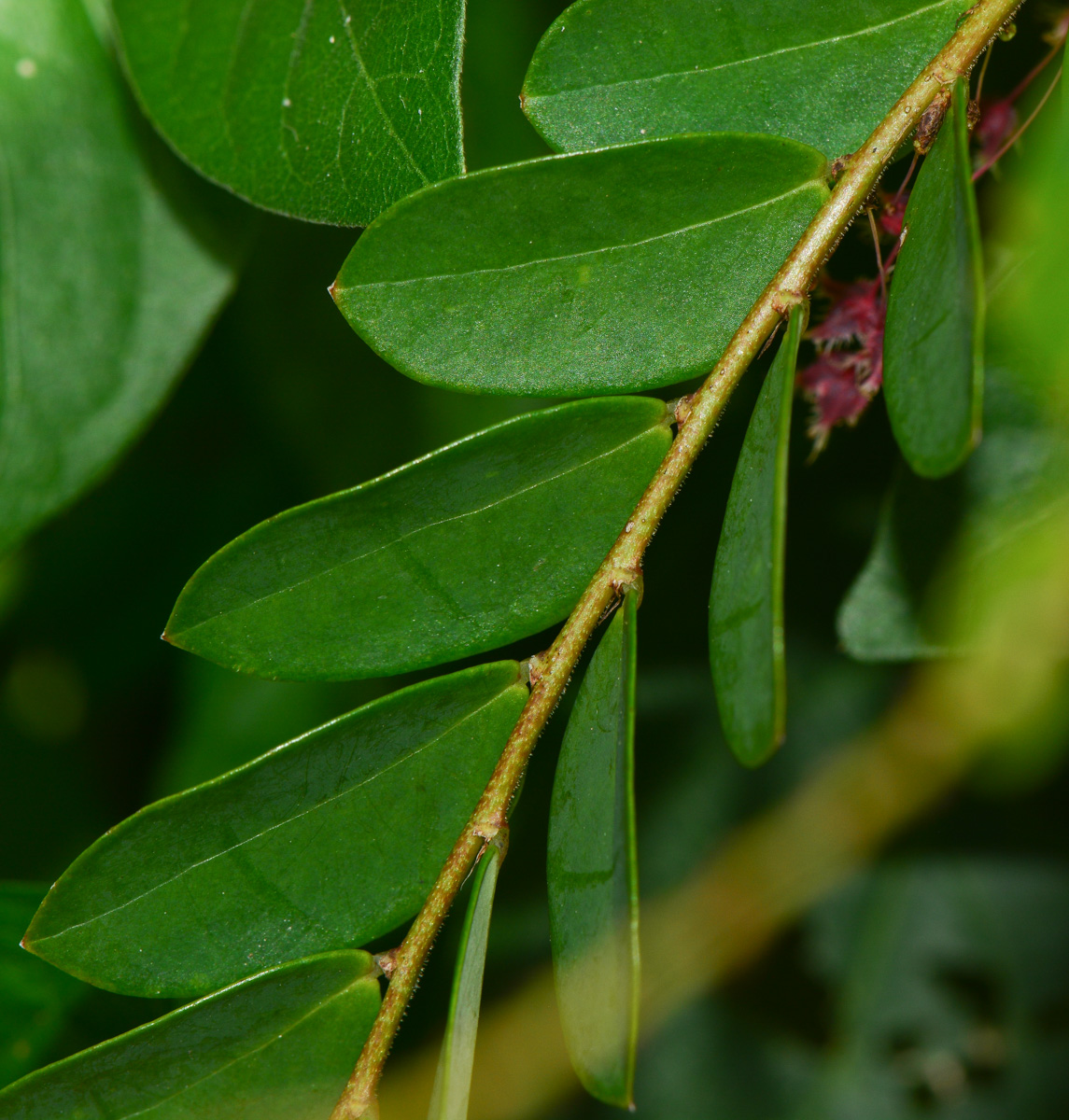 Изображение особи Phyllanthus pulcher.