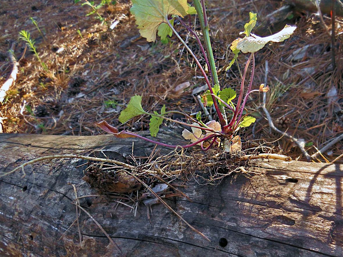 Image of Alliaria petiolata specimen.