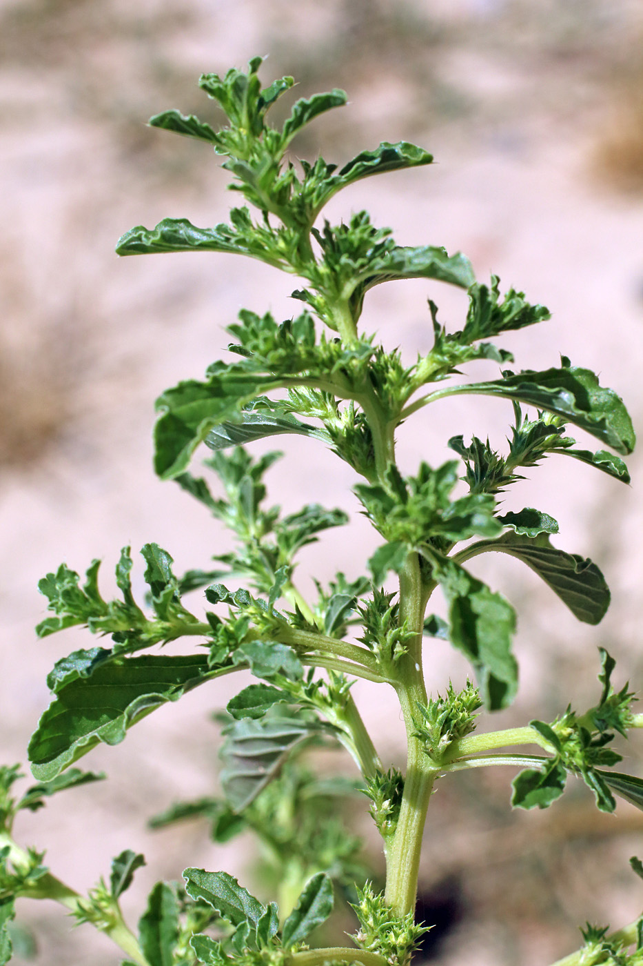 Изображение особи Amaranthus albus.