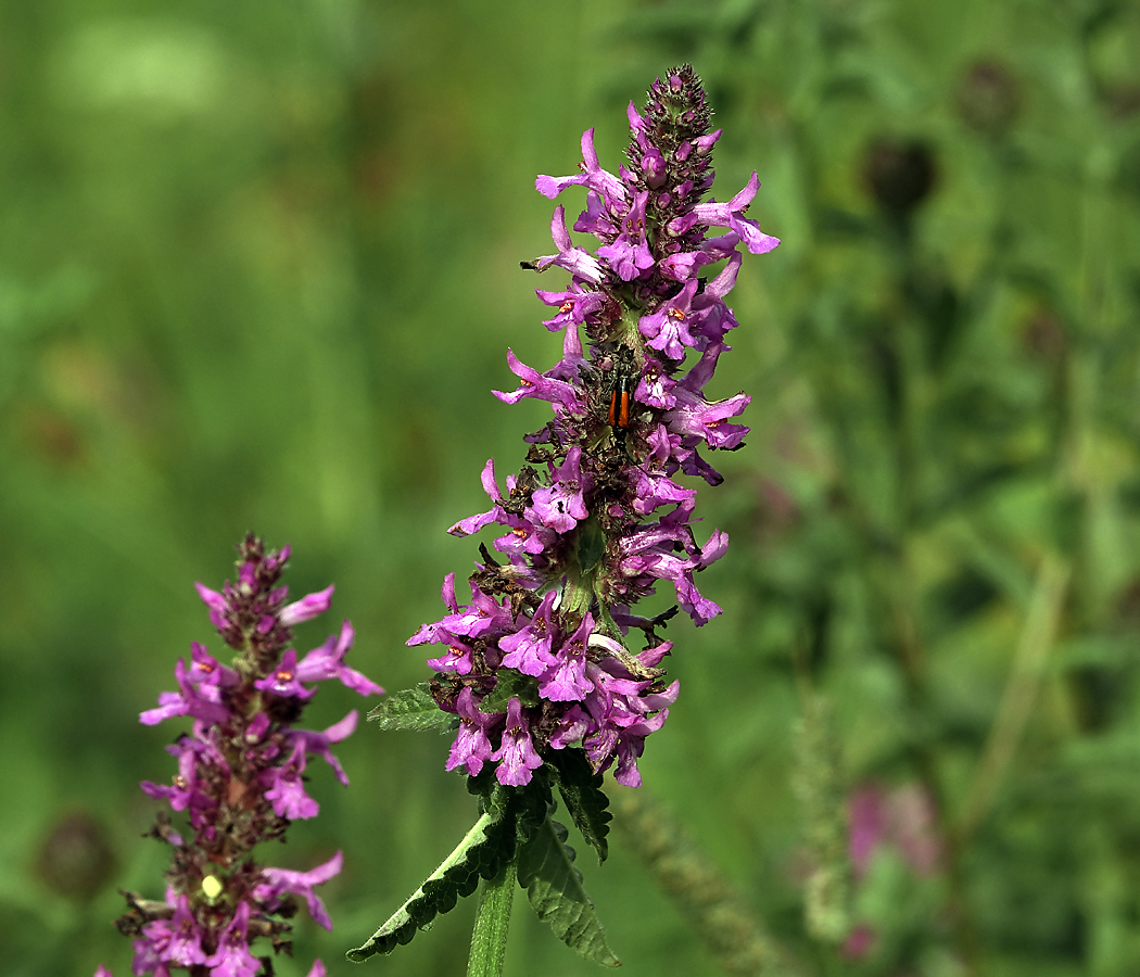 Image of Betonica officinalis specimen.