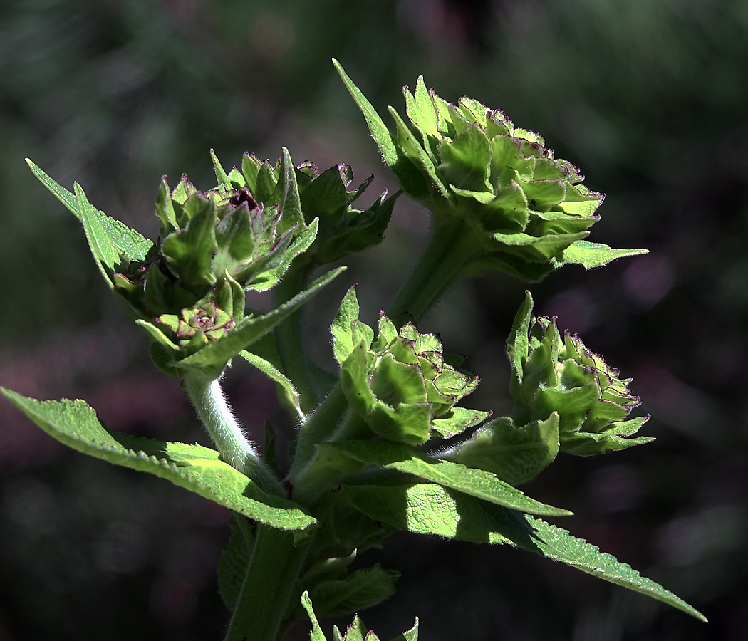 Image of Inula helenium specimen.