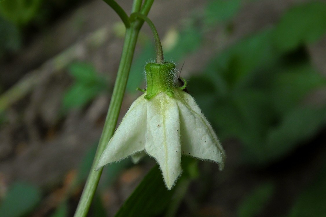 Image of Alkekengi officinarum specimen.