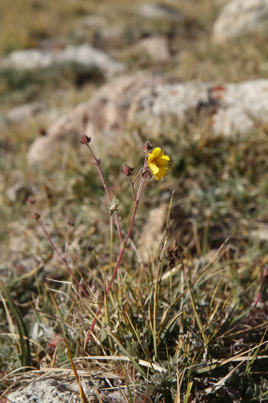 Image of genus Potentilla specimen.