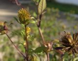 Bidens frondosa. Верхушка побега с соплодием. Тульская обл., Плавский р-н, окр. пос. Молочные Дворы. 11.09.2017.