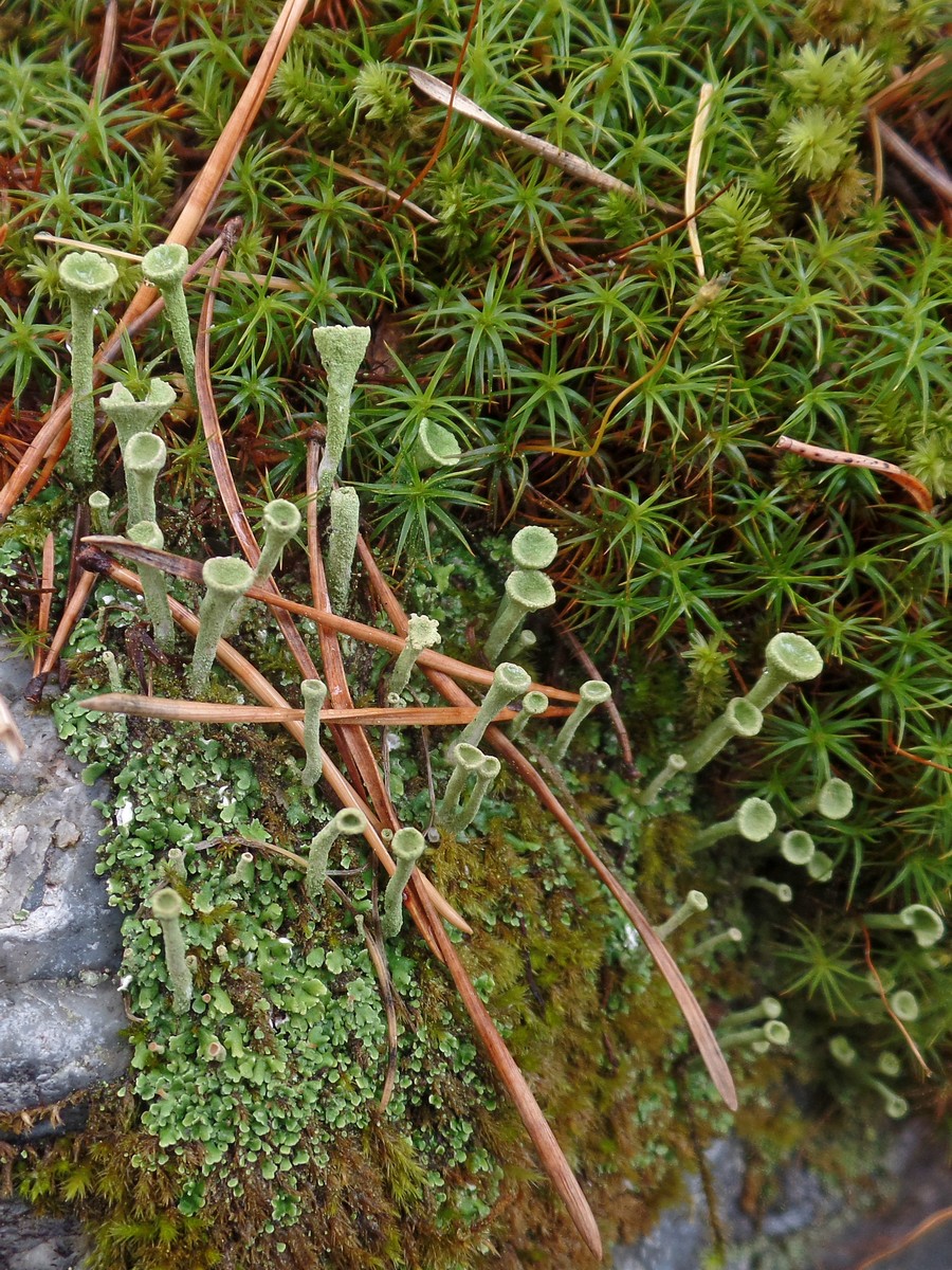 Image of genus Cladonia specimen.