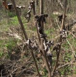 Echinops sphaerocephalus. Сухие прошлогодние побеги. Курская обл., Железногорский р-н, пос. Михайловский, ур. Берложон. 2 мая 2010 г.