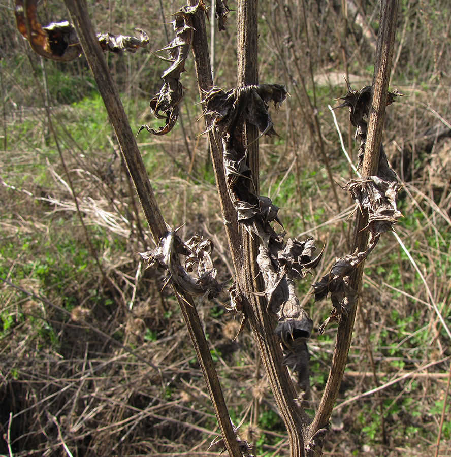 Image of Echinops sphaerocephalus specimen.