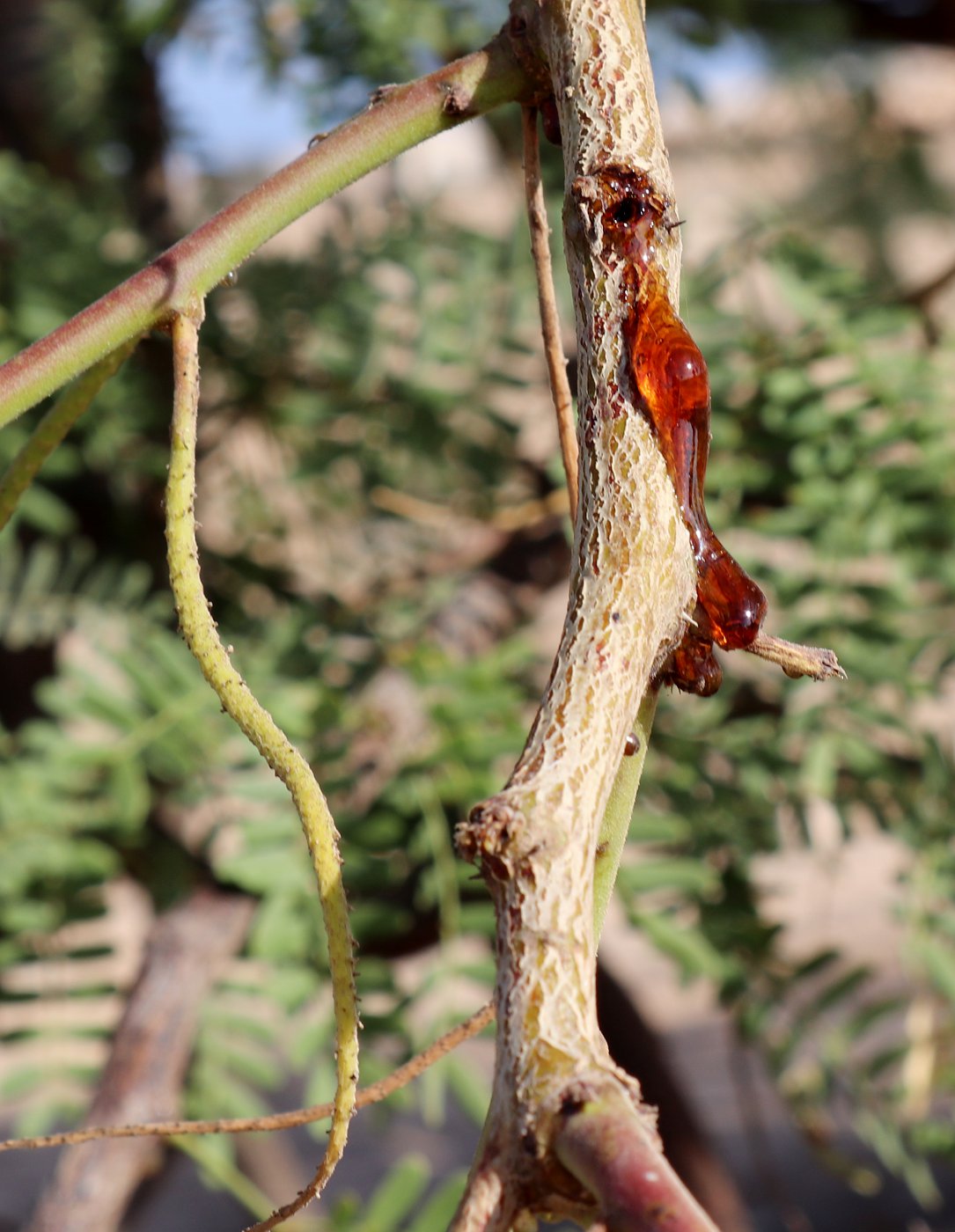 Изображение особи Faidherbia albida.