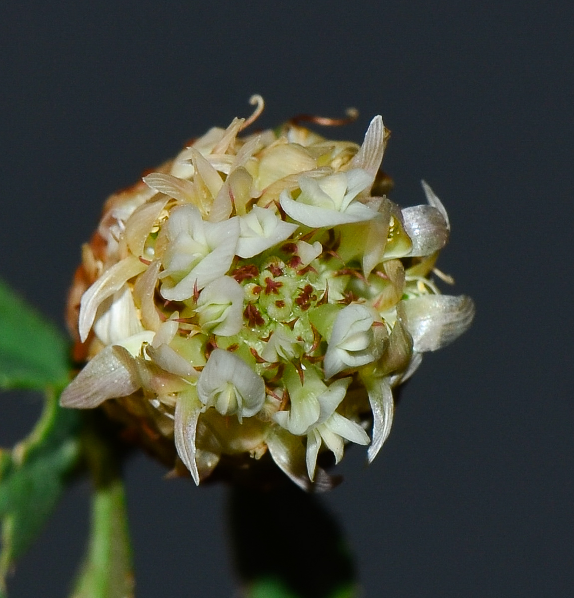 Изображение особи Trifolium argutum.