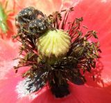 Papaver rhoeas. Центральная часть цветка. Краснодарский край, Кущёвский р-н, станица Шкуринская, поле с эспарцетом. 18.05.2010.