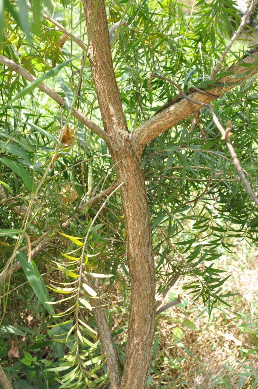 Image of genus Callistemon specimen.