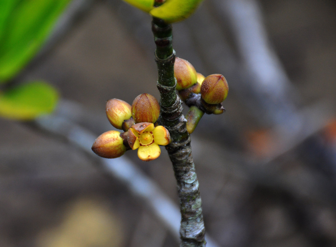 Изображение особи Rhizophora apiculata.