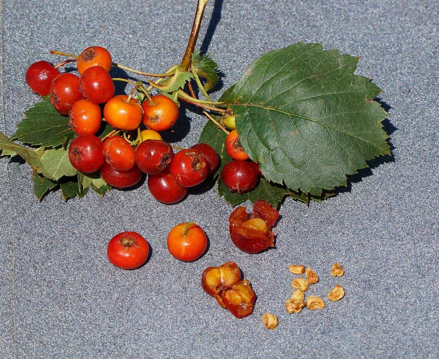 Image of Crataegus chlorocarpa specimen.