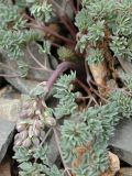 Thalictrum isopyroides. Растения с бутонами. В камнях на сухих горках. Казахстан, Чу-Илийские горы. 31.03.2007.