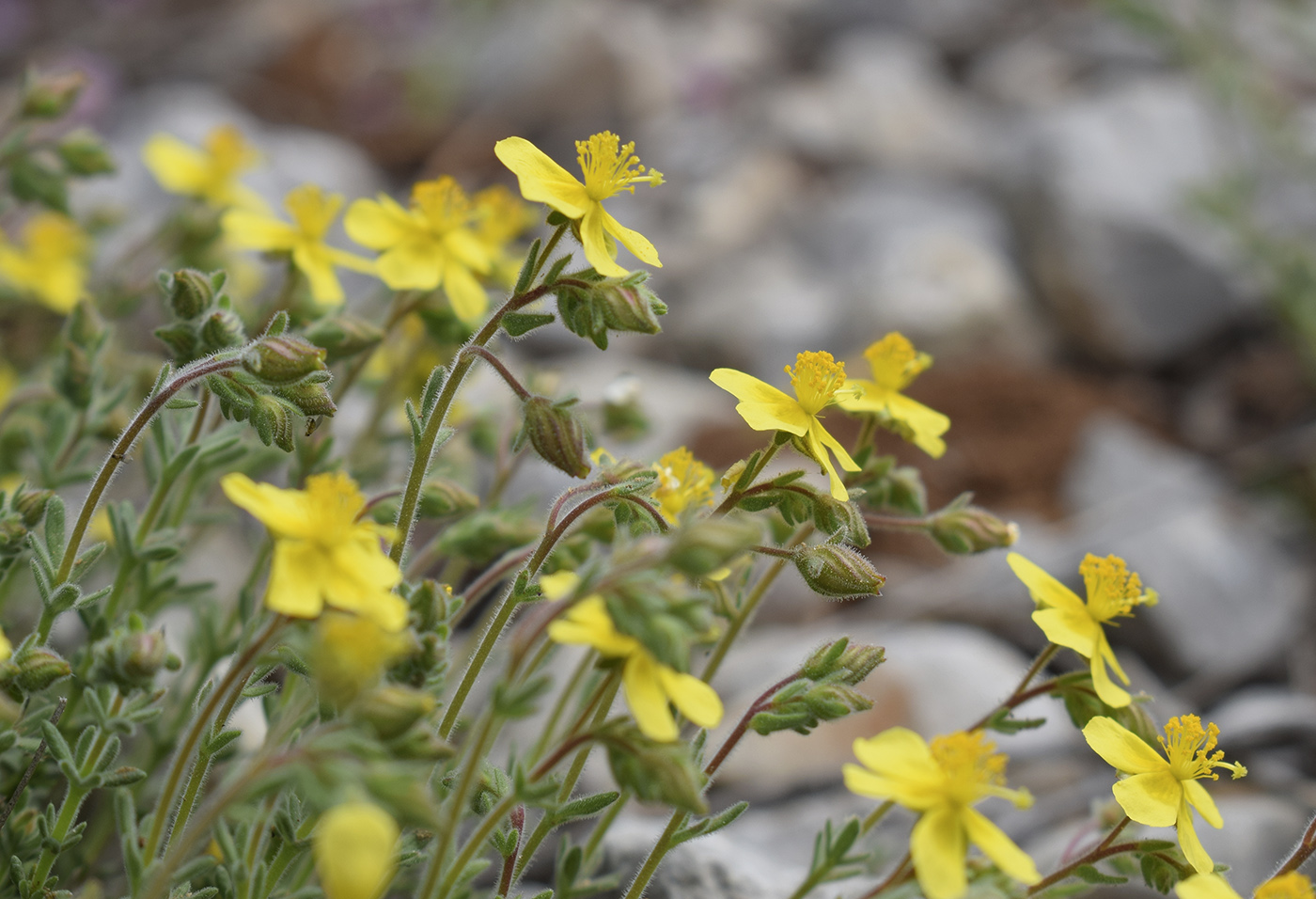 Image of Helianthemum hirtum specimen.