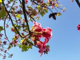 Brachychiton discolor. Верхушка побега с цветками и плодами. Израиль, г. Бат-Ям, в озеленении. 14.06.2017.