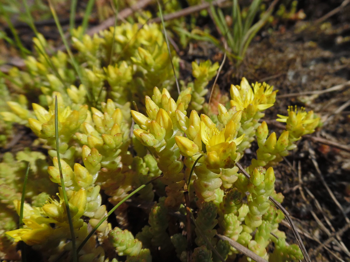 Image of Sedum acre specimen.