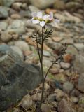 Cardamine pratensis. Верхушка цветущего растения. Магаданская обл., Ольский р-н, окр. пгт Ола, р. Ола, галечник. 03.07.2018.