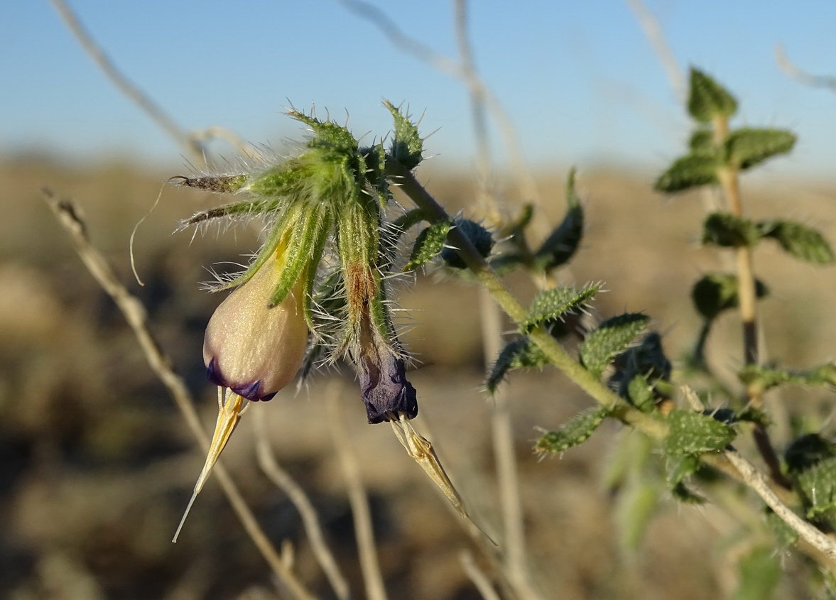 Image of Onosma staminea specimen.