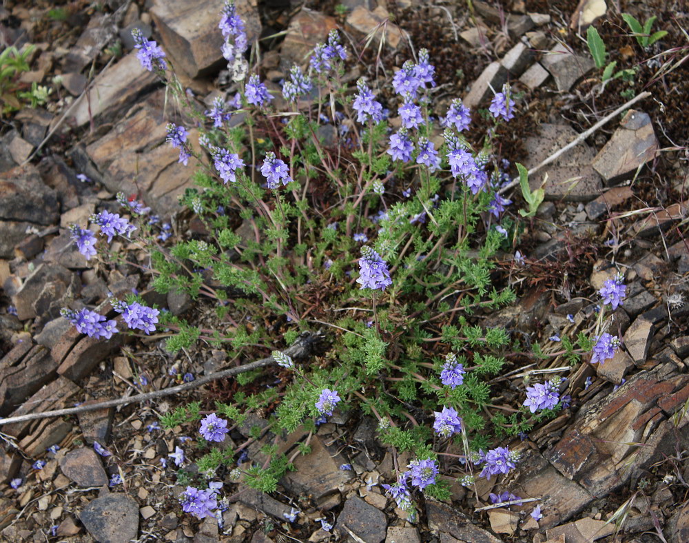 Image of Veronica capsellicarpa specimen.