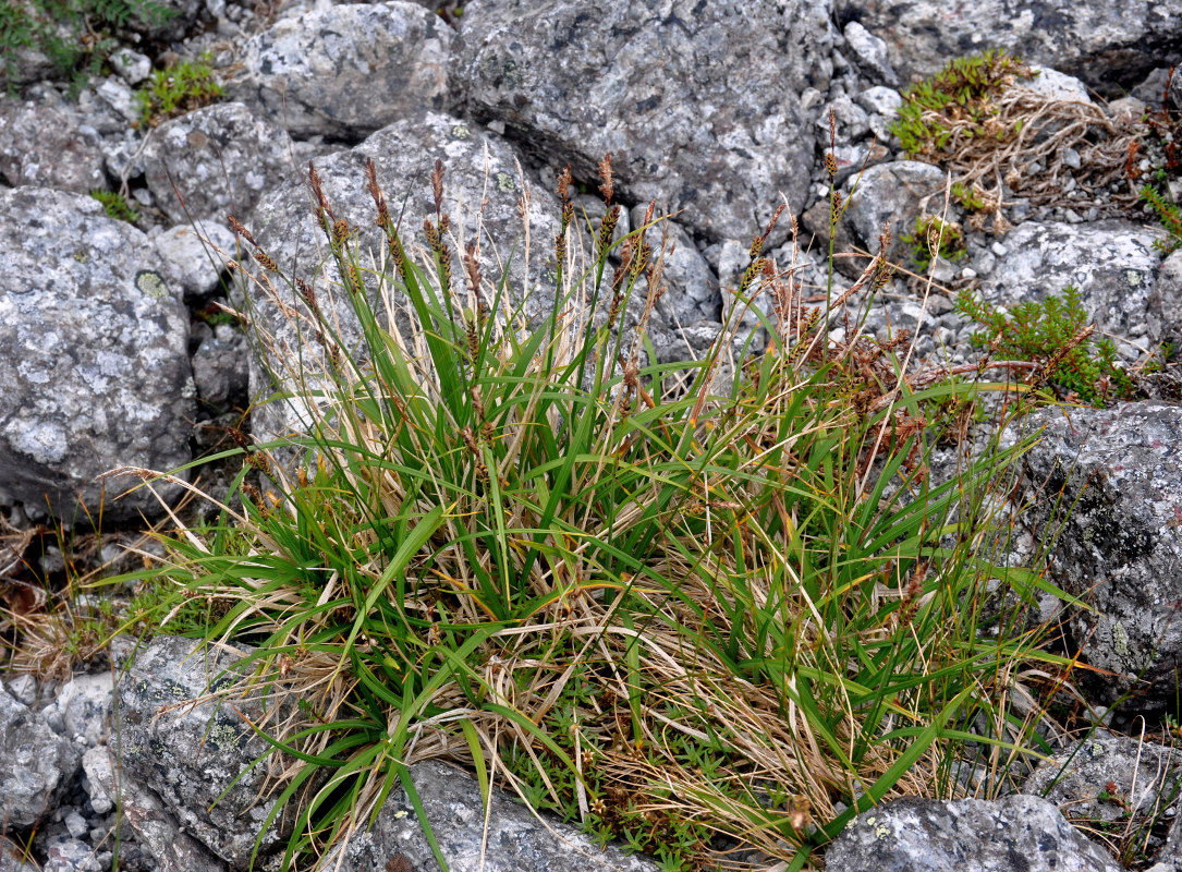 Image of Carex bigelowii specimen.