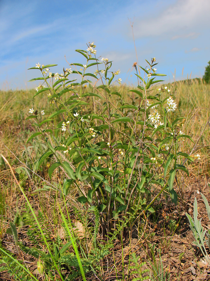 Image of Vincetoxicum hirundinaria specimen.