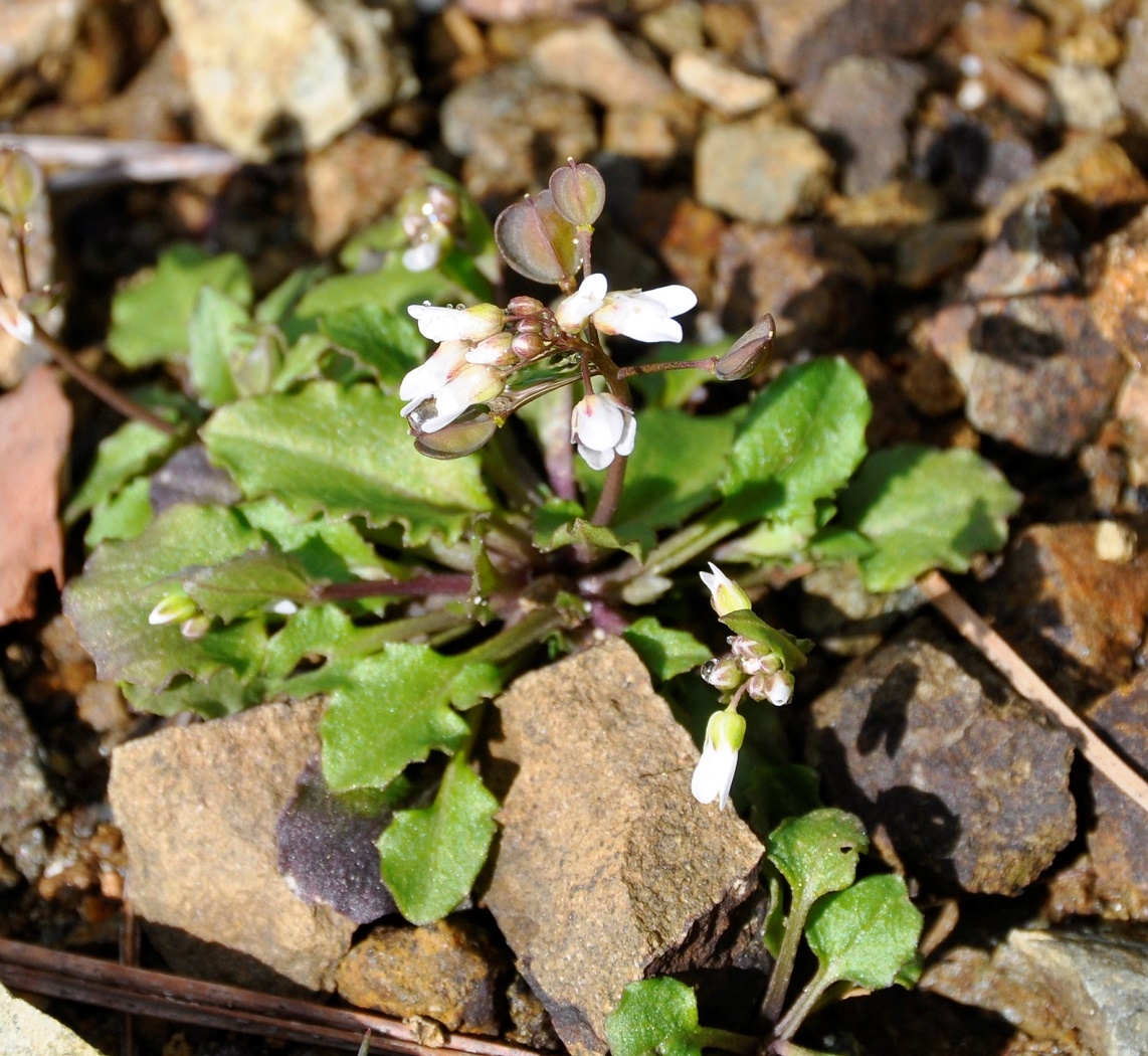 Image of genus Thlaspi specimen.