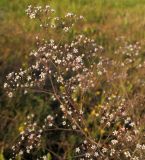 Gypsophila paniculata. Часть соцветия. Татарстан, Бугульминский р-н. 25.06.2010.