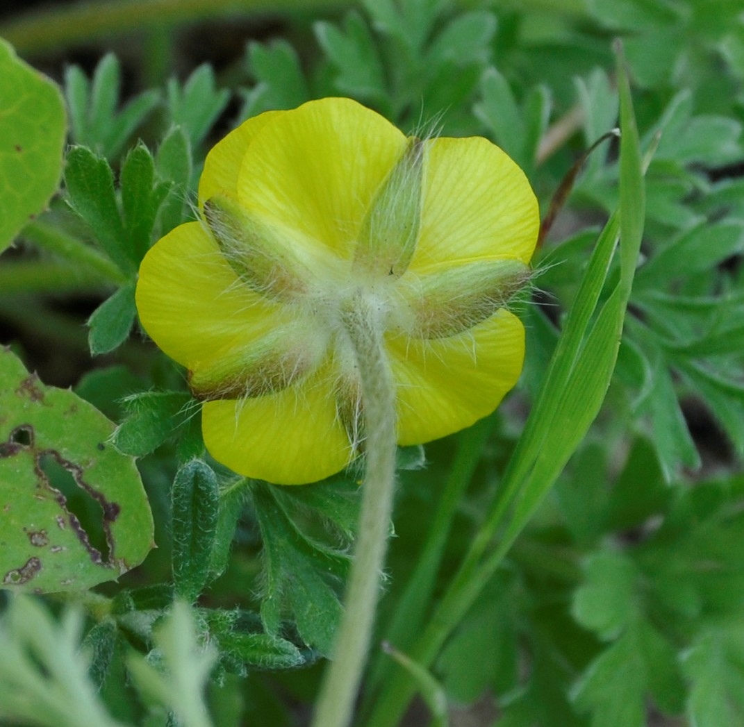 Image of Ranunculus millefolius specimen.