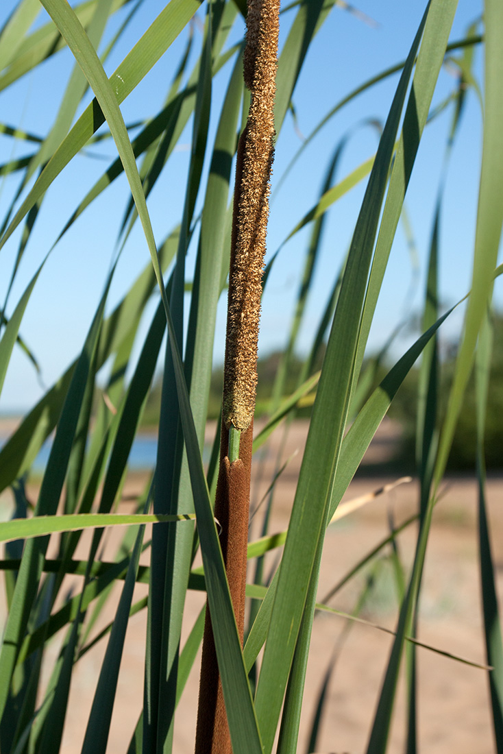 Image of Typha angustifolia specimen.