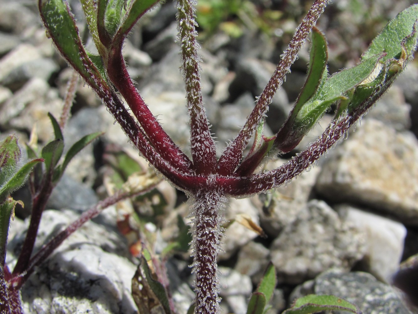 Image of Oberna lacera specimen.