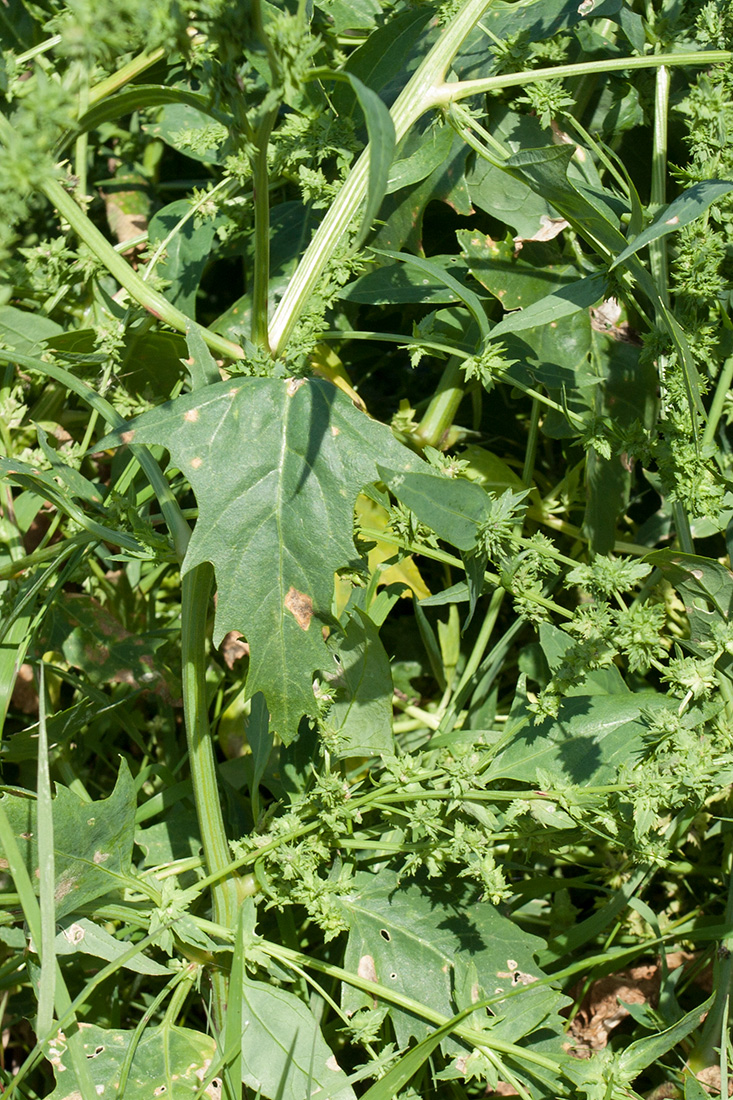 Image of Atriplex calotheca specimen.